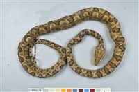 藏品(龜殼花)的圖片